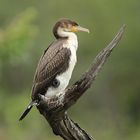 Kormoran