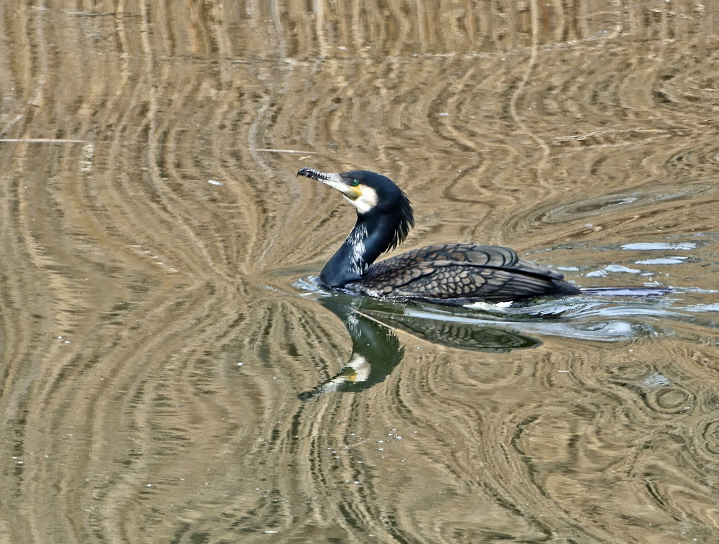 Kormoran