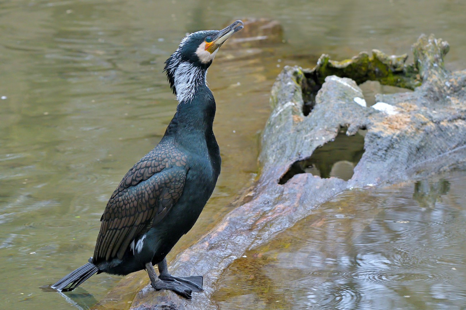 Kormoran