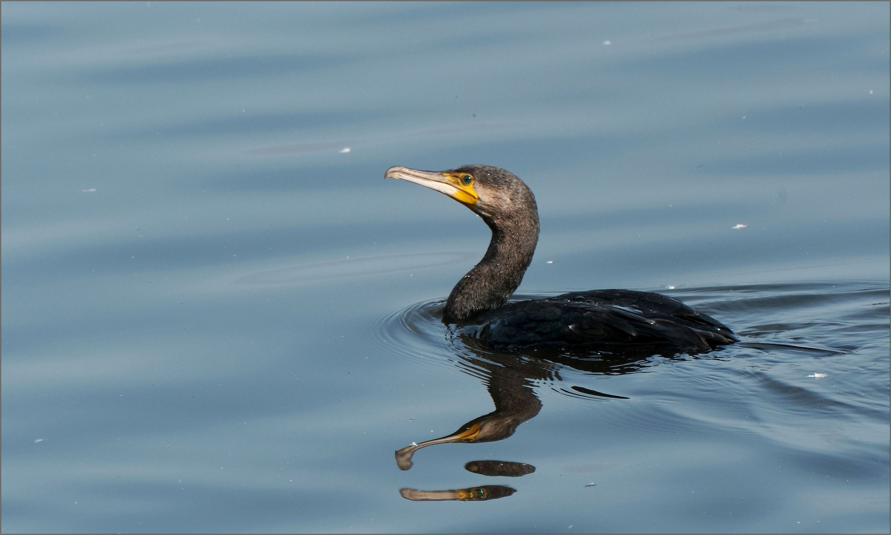 kormoran