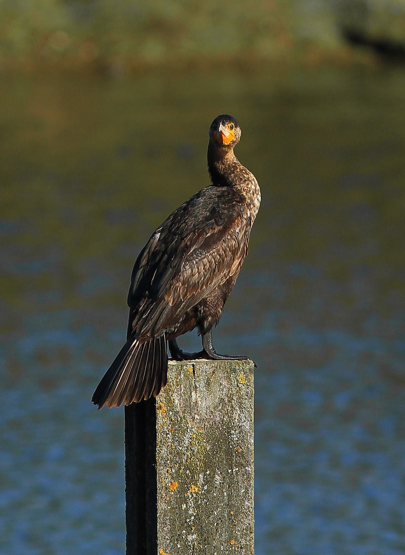 Kormoran