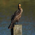 Kormoran