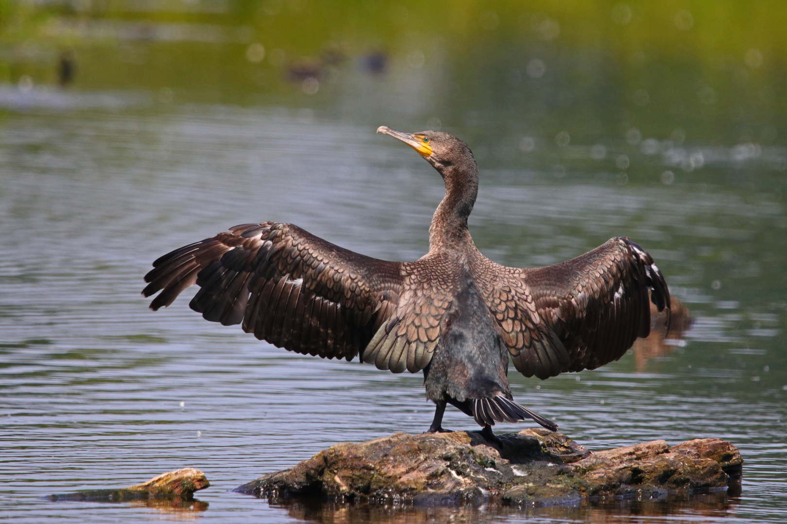 Kormoran 