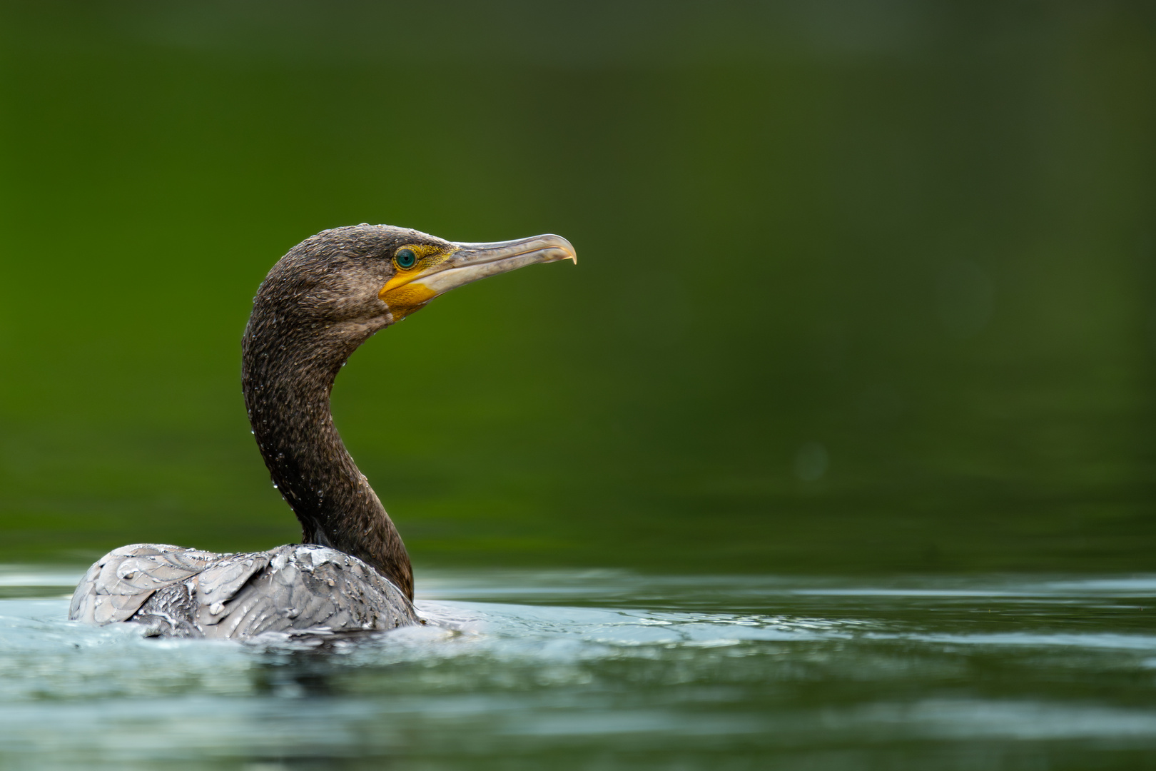 Kormoran