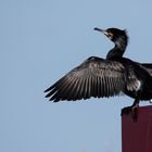 Kormoran