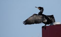 Kormoran