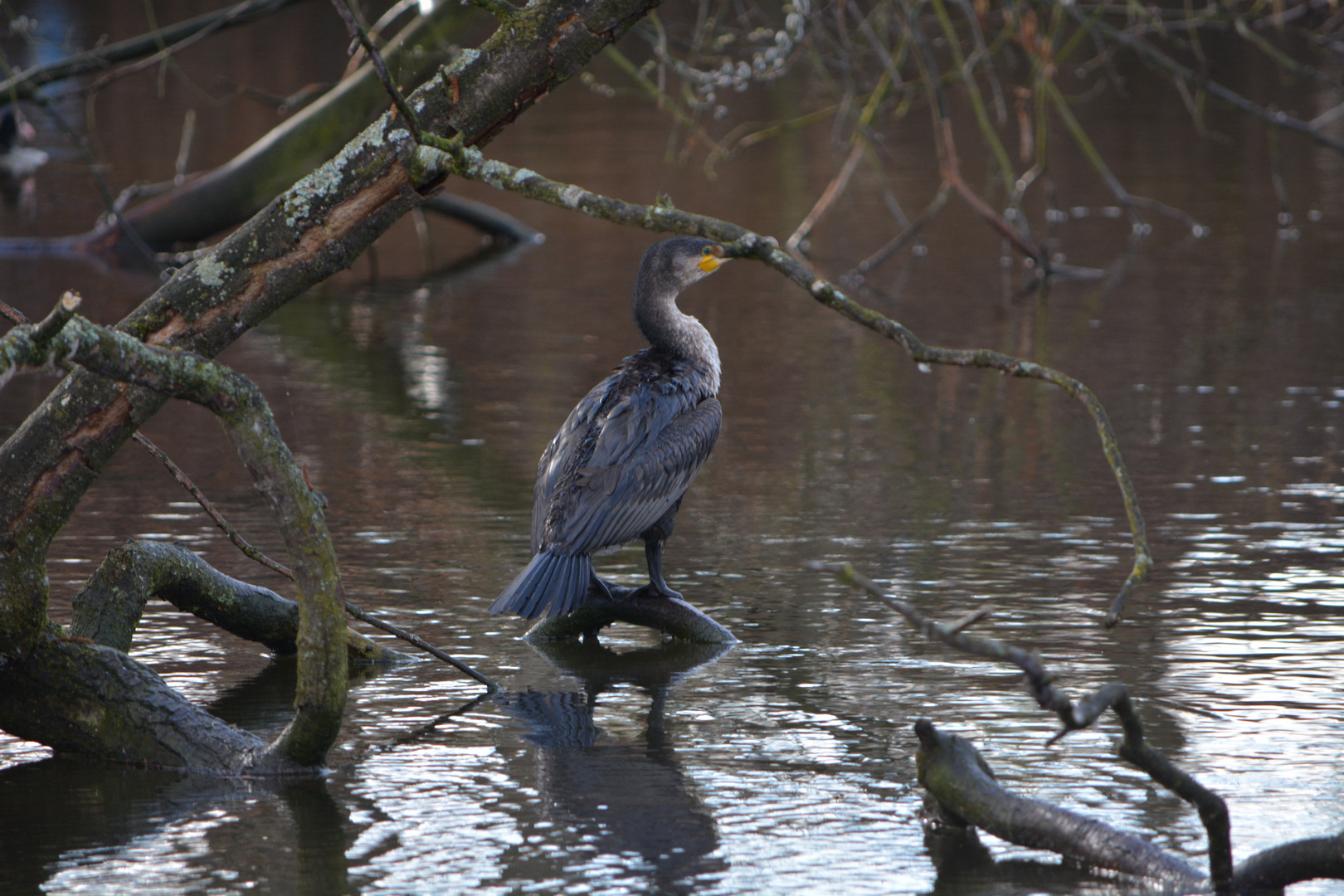 Kormoran