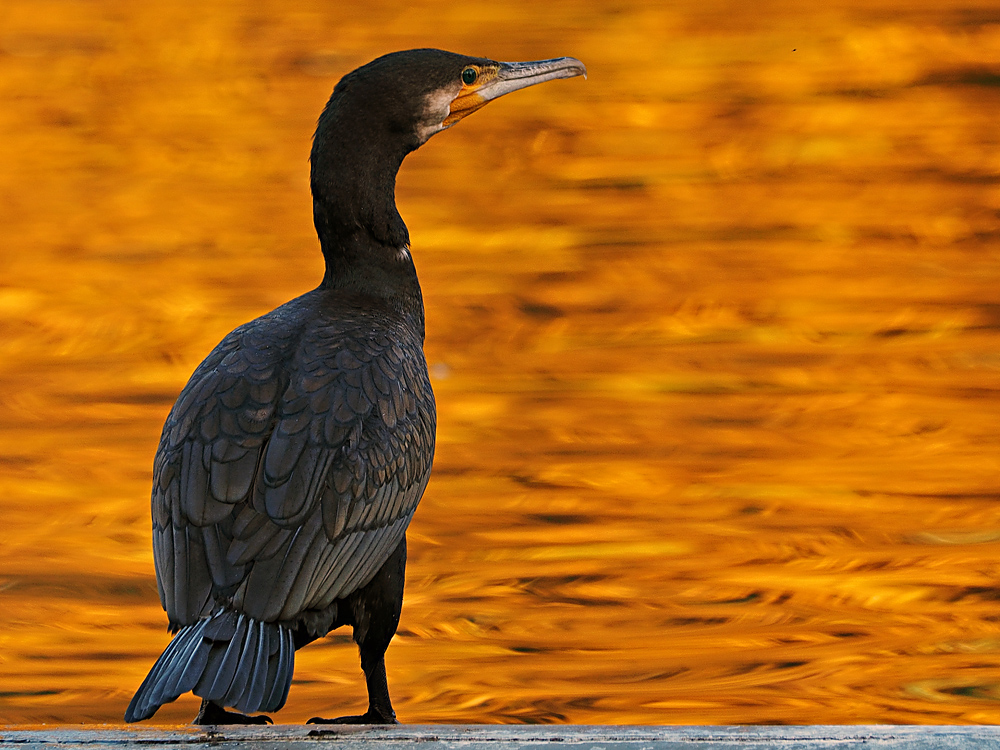 Kormoran