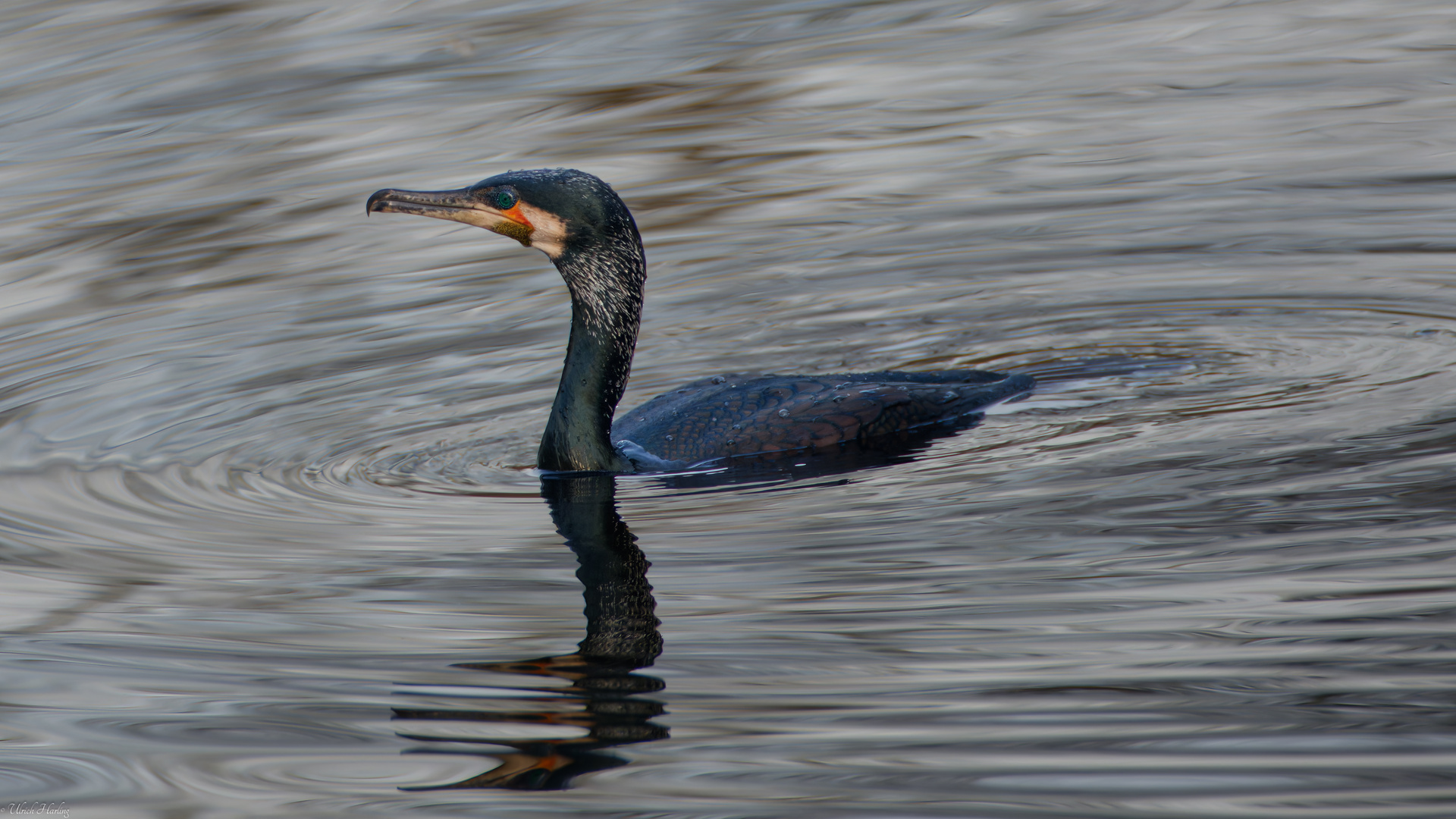 Kormoran 