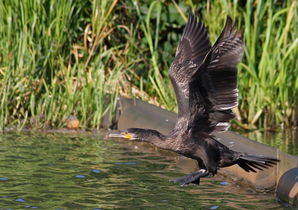 Kormoran