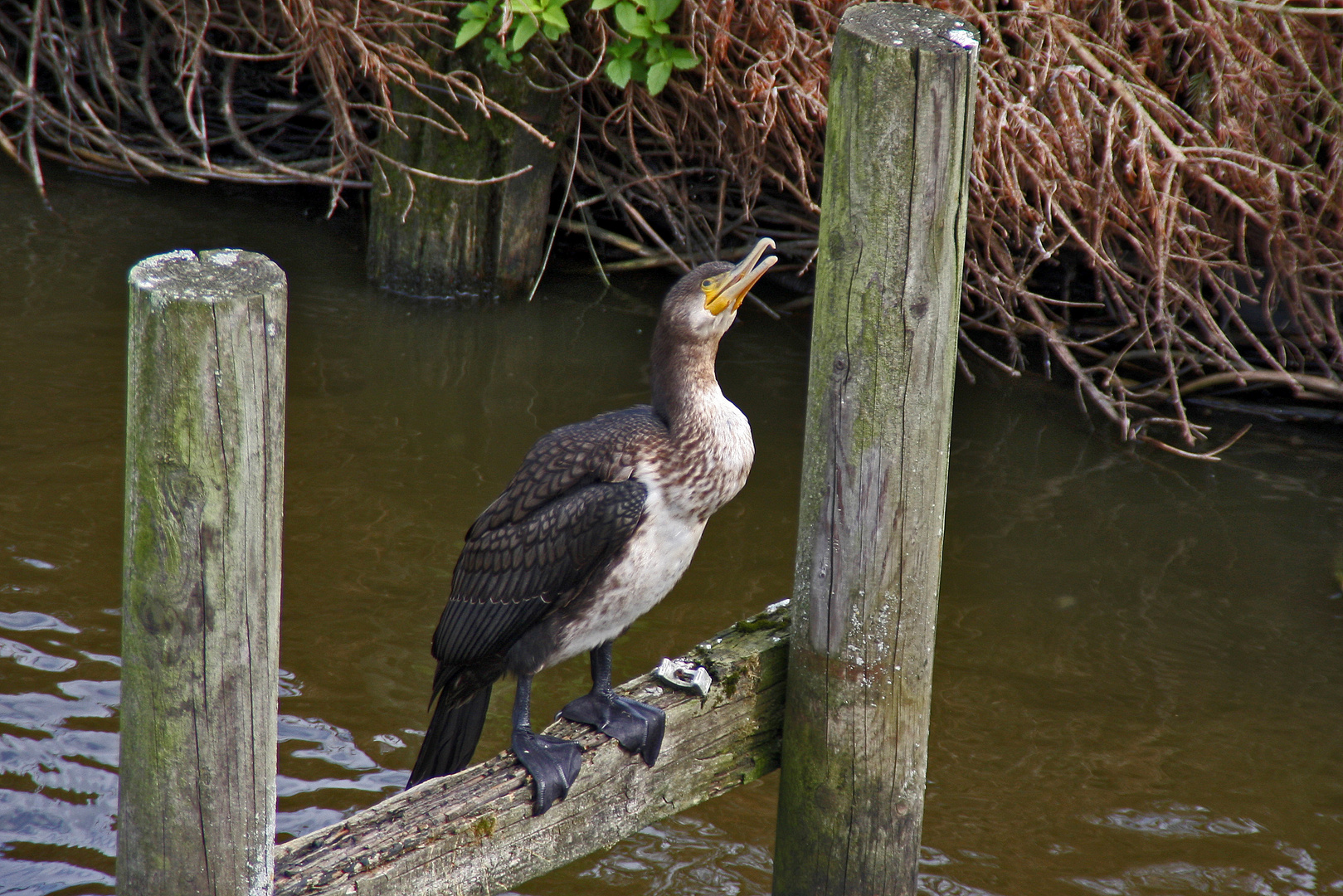 Kormoran...