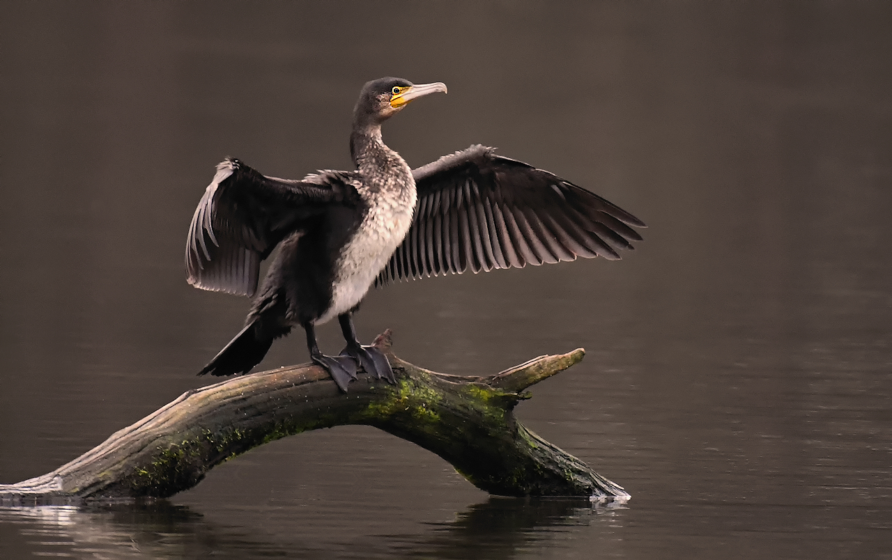 Kormoran