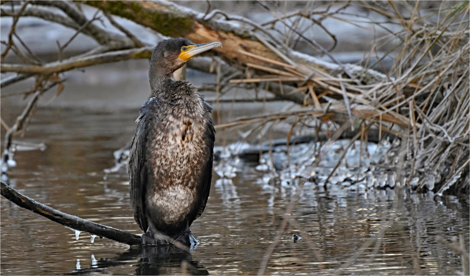 Kormoran 