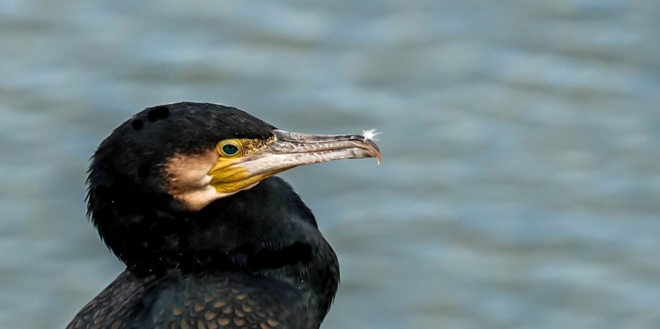 Kormoran