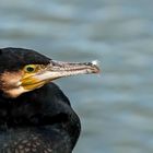 Kormoran