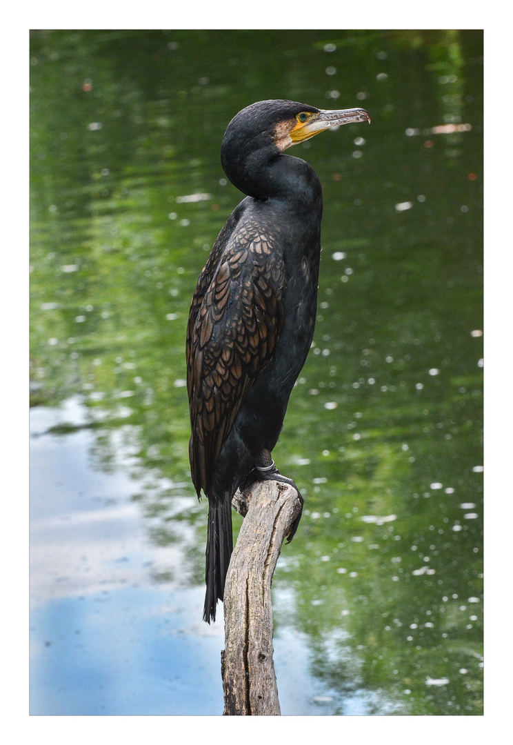 Kormoran