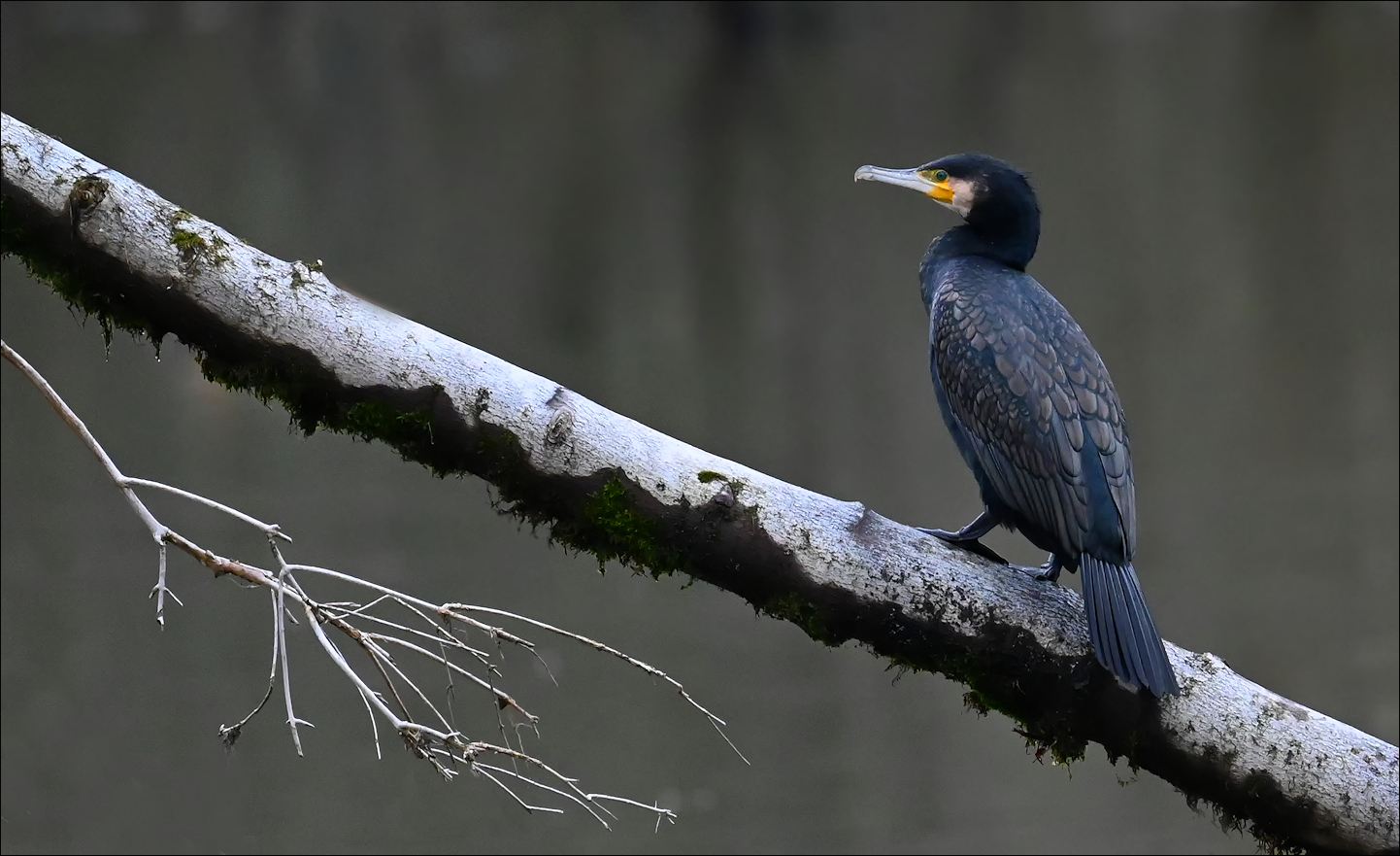 Kormoran