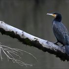 Kormoran