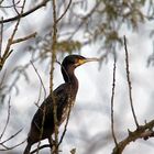 Kormoran