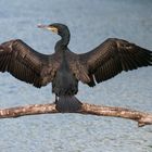 Kormoran