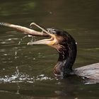 Kormoran