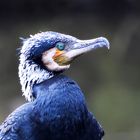 Kormoran