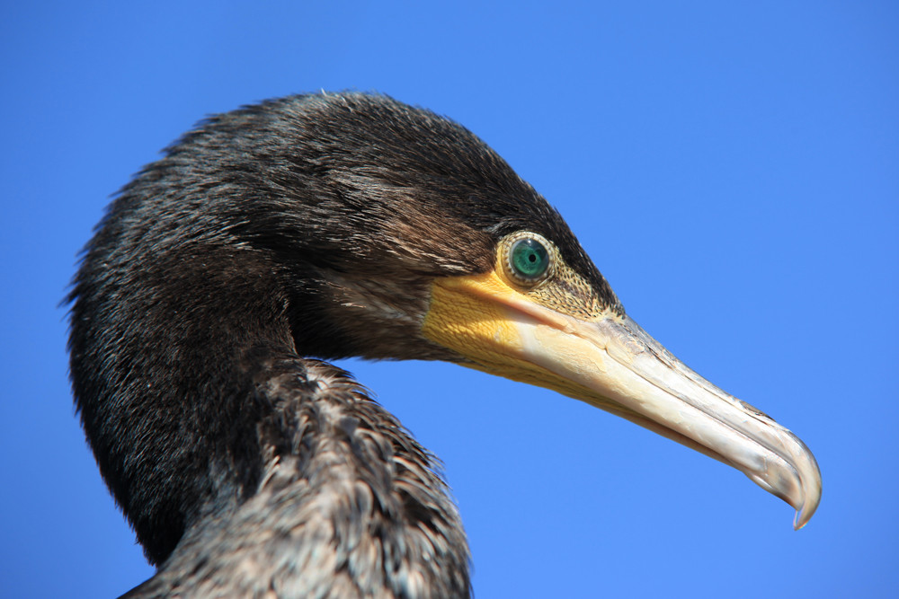 Kormoran