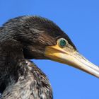 Kormoran