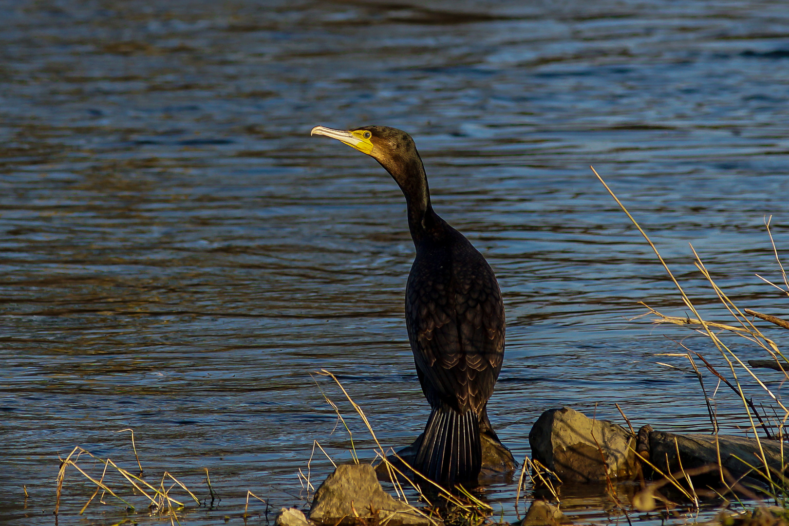 Kormoran