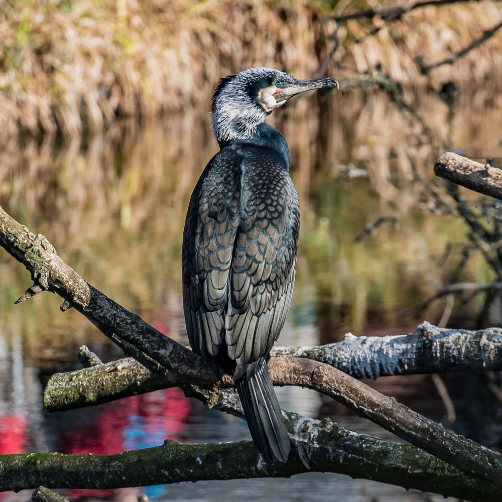 Kormoran