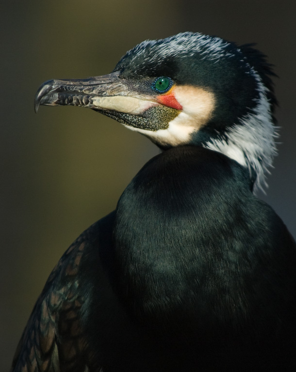 Kormoran