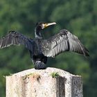 Kormoran