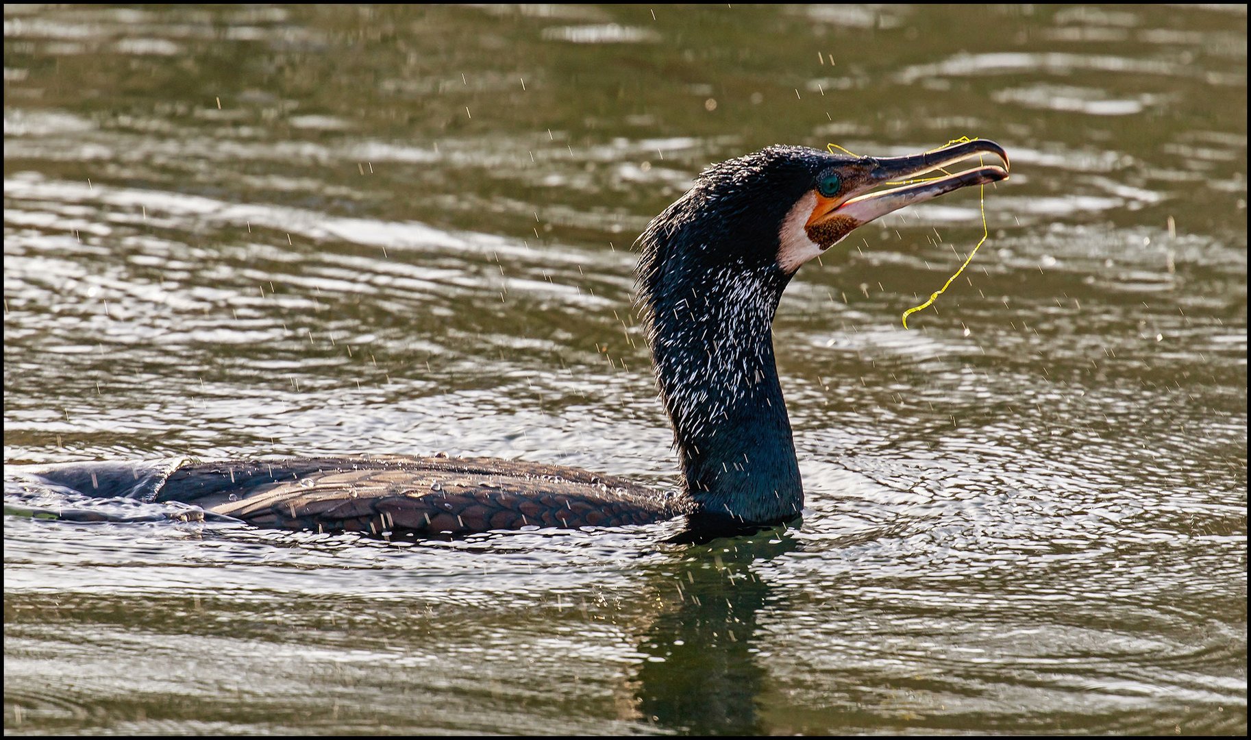 Kormoran !!!