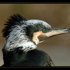 Kormoran