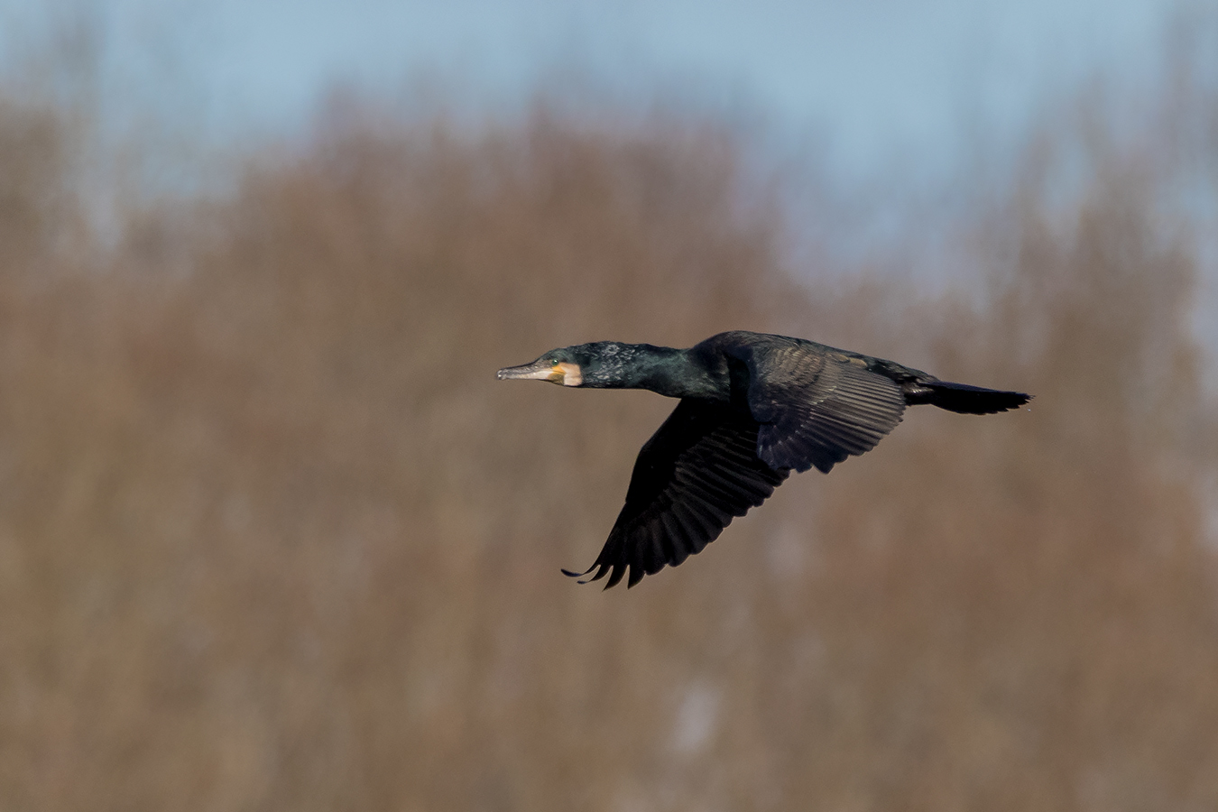 Kormoran