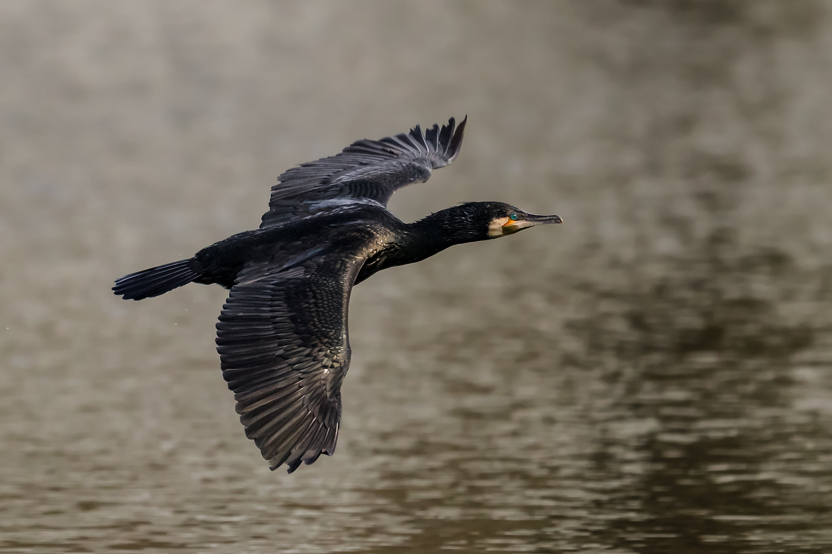 Kormoran