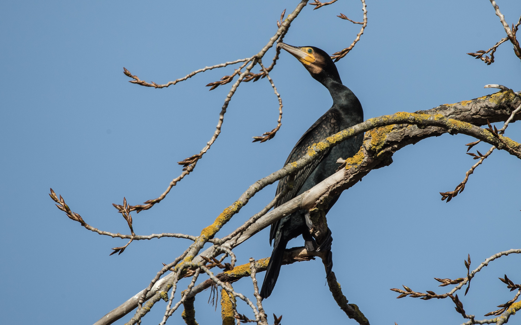 Kormoran