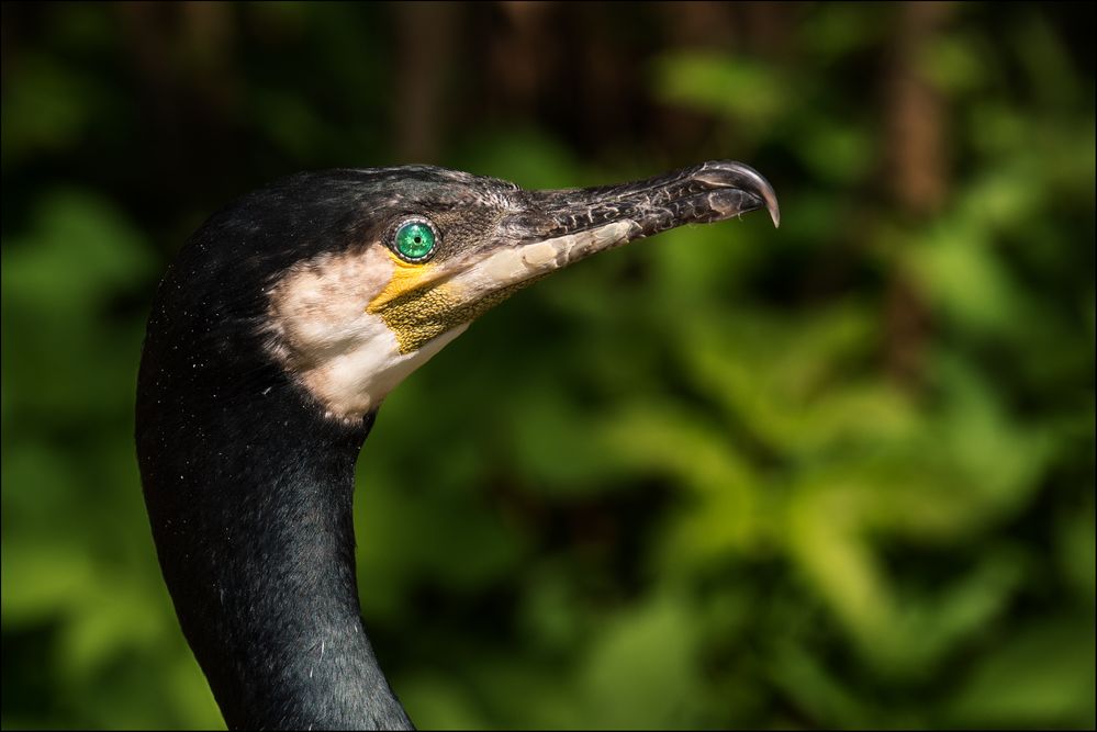 Kormoran