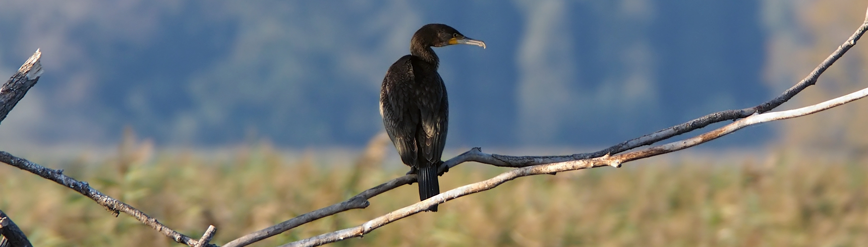 Kormoran