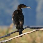 Kormoran