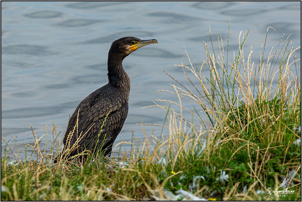 Kormoran