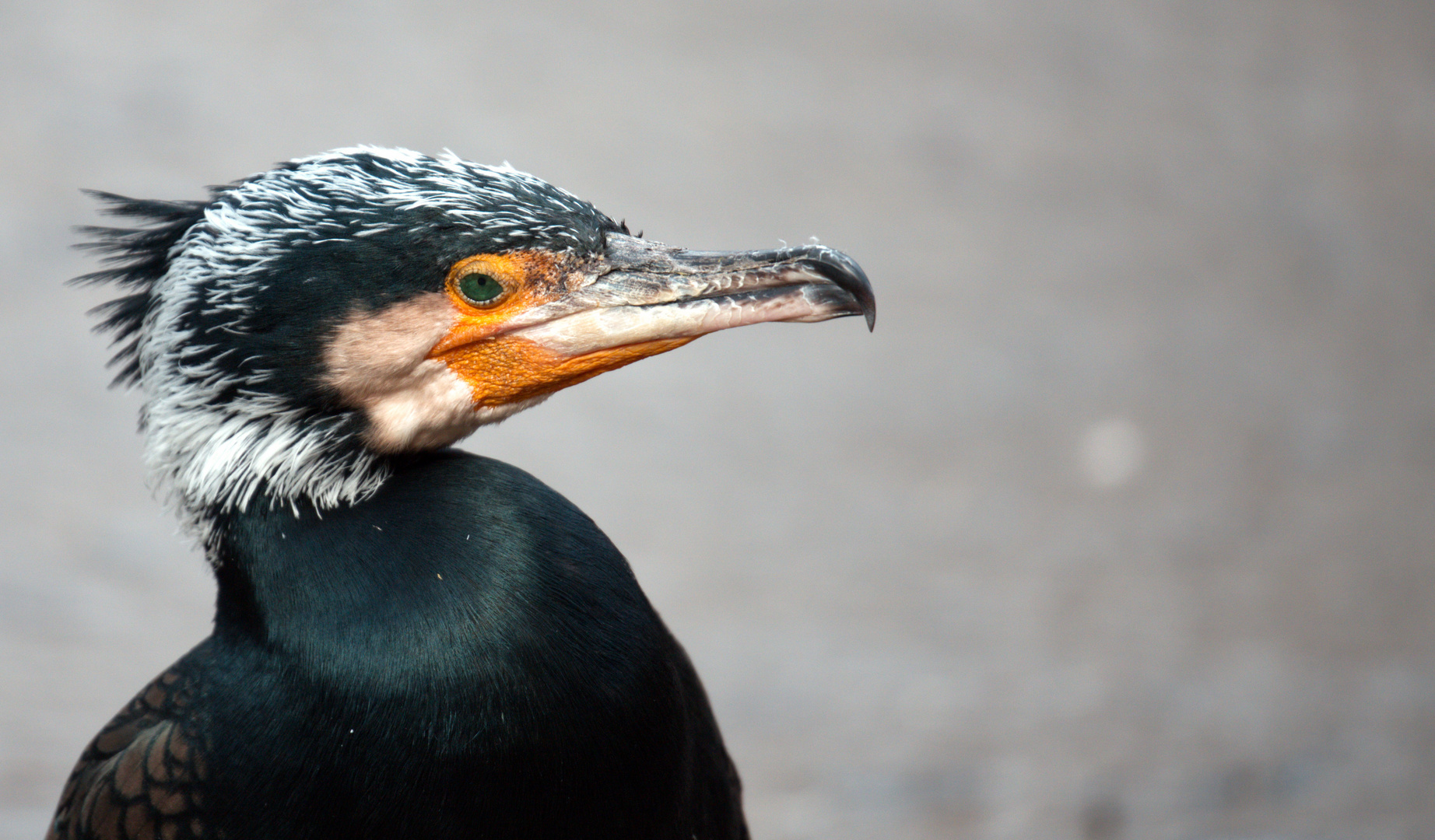 Kormoran