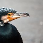 Kormoran