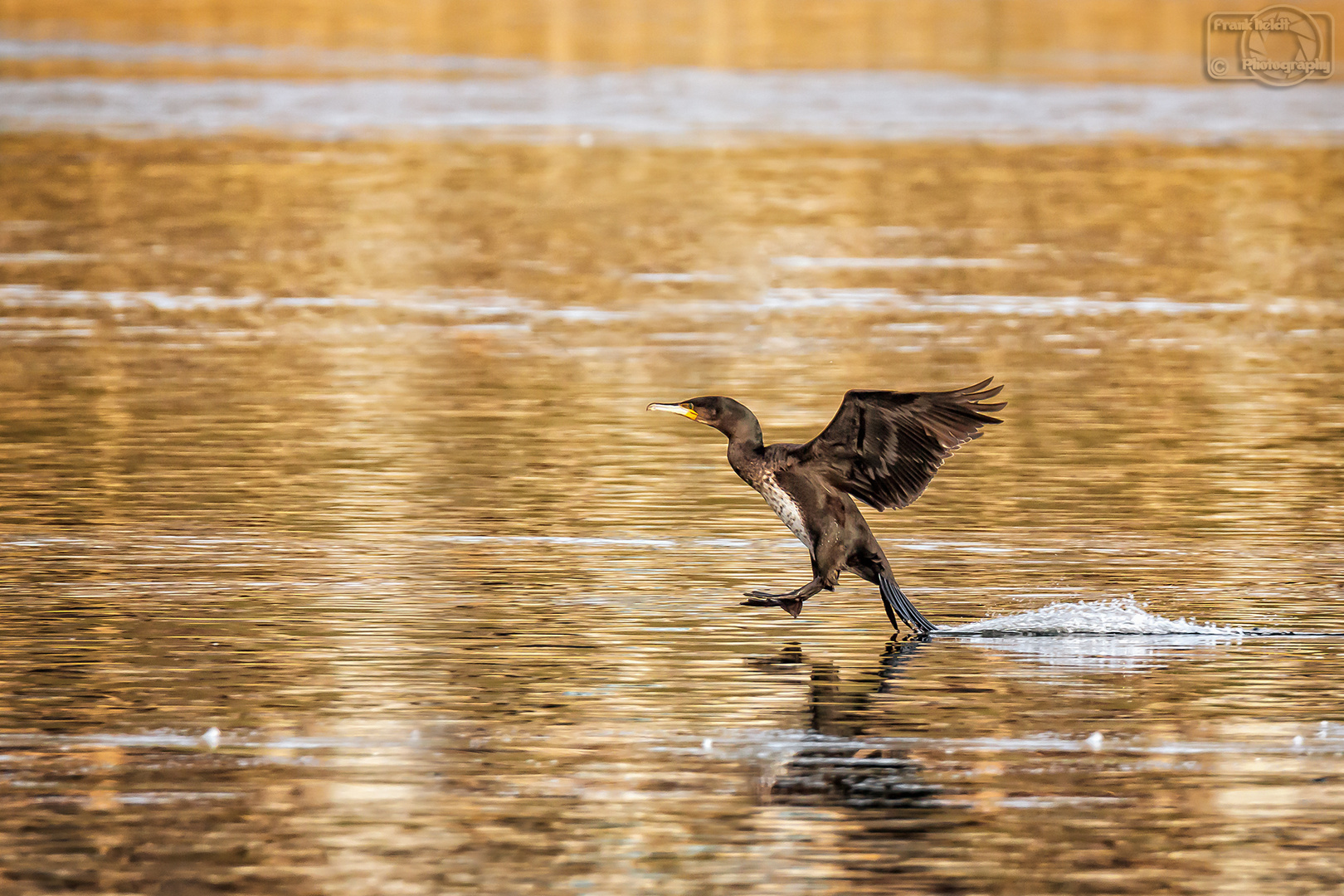 Kormoran