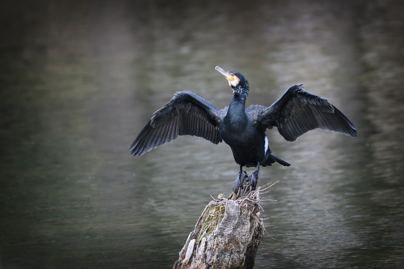 Kormoran