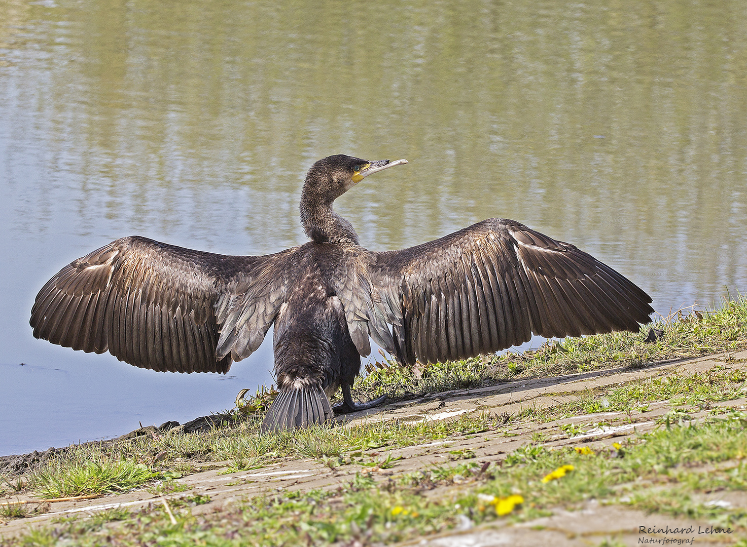 Kormoran