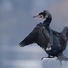 Kormoran