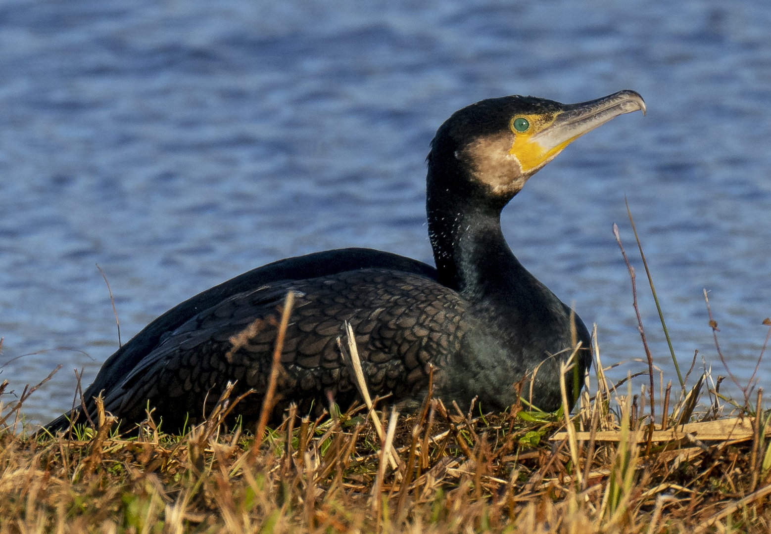 Kormoran 