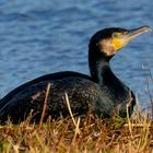 Kormoran 