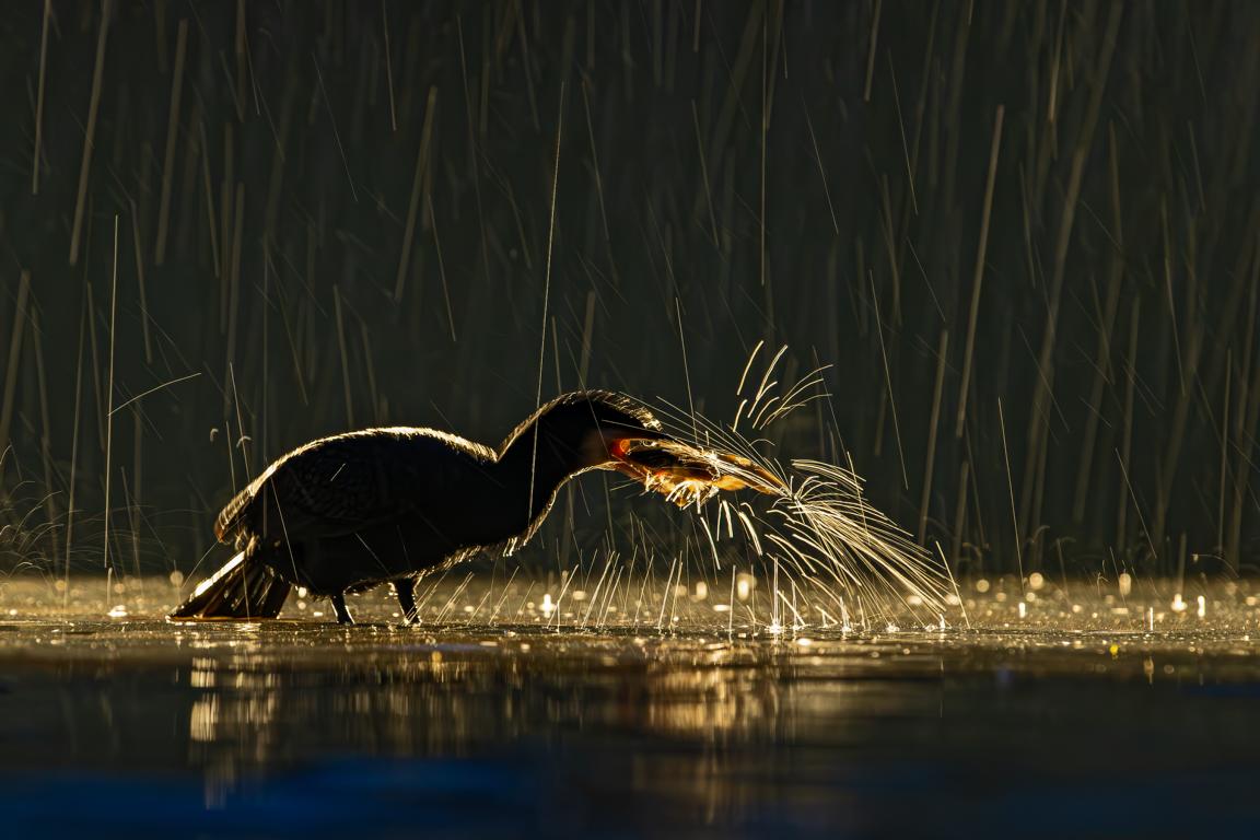 Kormoran 